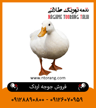 فروش جوجه اردک